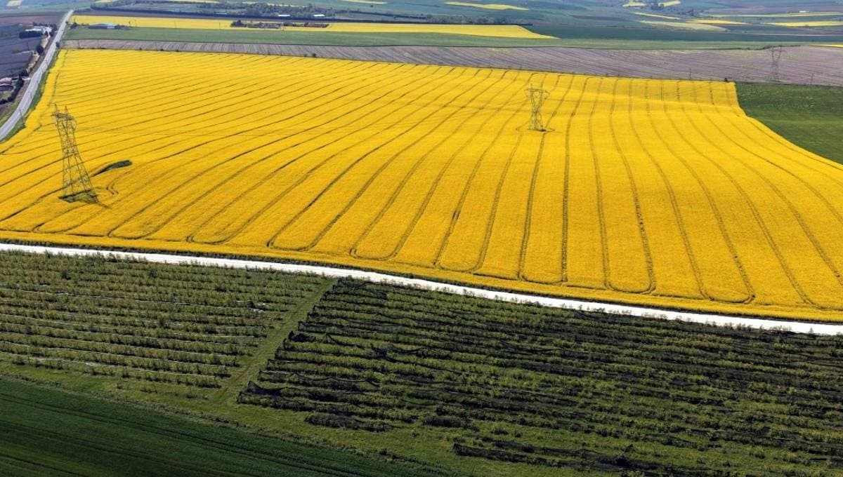 Sarı altın olarak bilinen ürün çiftçinin yüzünü güldürdü: Yılın en kazançlı hasadı